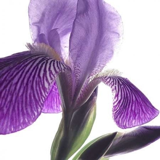 Purple Iris IV Poster Print by Monika Burkhart-VARPDXPSBHT243 Image 2