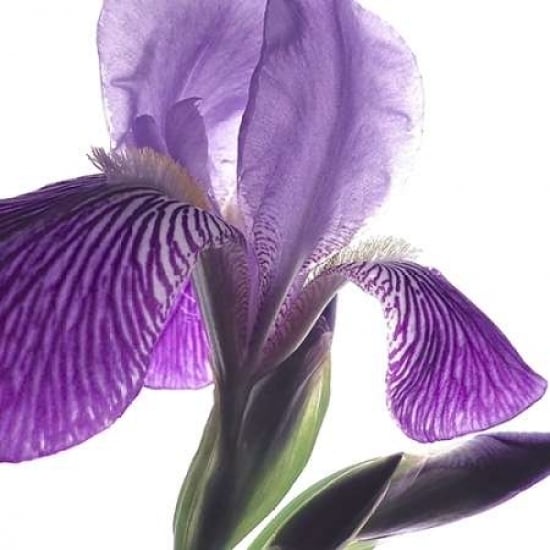 Purple Iris IV Poster Print by Monika Burkhart-VARPDXPSBHT243 Image 1