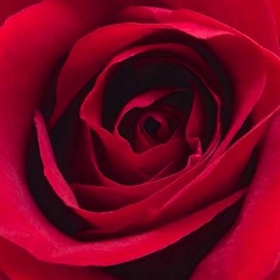 Red Rose I Poster Print by Monika Burkhart-VARPDXPSBHT254 Image 2