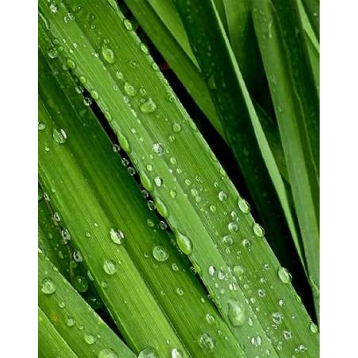 April Rain II Poster Print by Monika Burkhart-VARPDXPSBHT369 Image 2