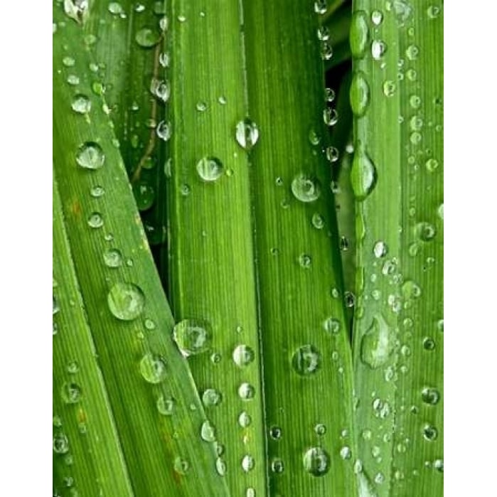 April Rain I Poster Print by Monika Burkhart-VARPDXPSBHT368 Image 2