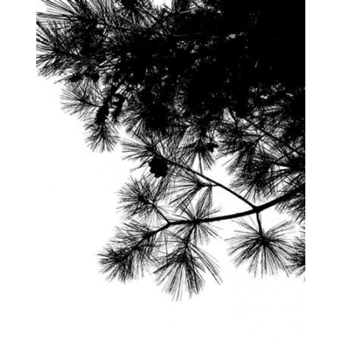 Pine Soliloquy II Poster Print by Monika Burkhart-VARPDXPSBHT371 Image 1