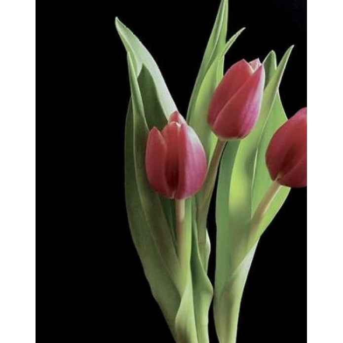 Blush of Spring II Poster Print by Monika Burkhart-VARPDXPSBHT384 Image 1