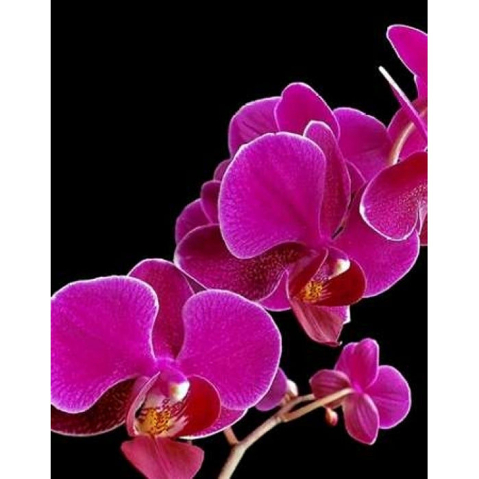 Orchid Essence I Poster Print by Monika Burkhart-VARPDXPSBHT385 Image 1