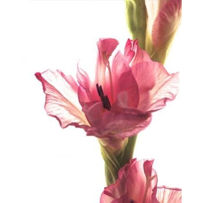 Beauty in the Bloom II Poster Print by Monika Burkhart-VARPDXPSBHT382 Image 1