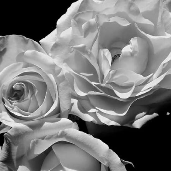 LEssence de la Rose BW I Poster Print by Monika Burkhart-VARPDXPSBHT405 Image 1