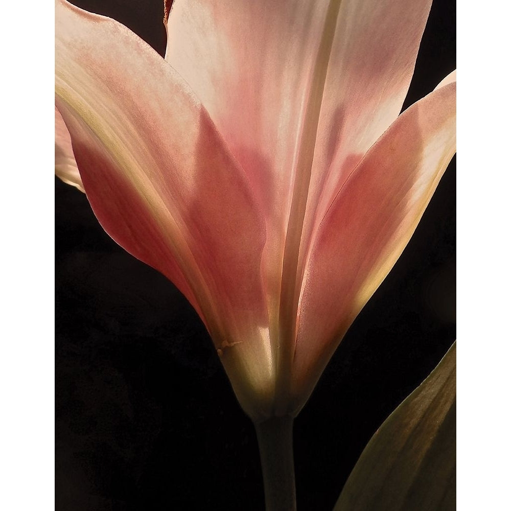 Blooming Peach Floral Poster Print by Monika Burkhart-VARPDXPSBHT436 Image 1