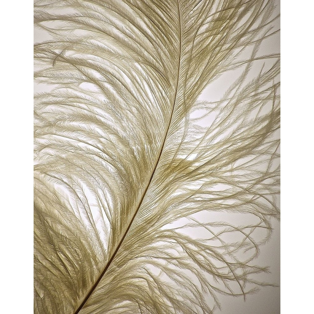 Feather Close-Up I Poster Print by Monika Burkhart-VARPDXPSBHT458 Image 1