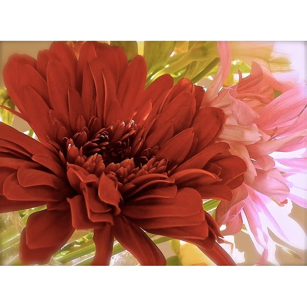 Gerbera Daisies Poster Print by Monika Burkhart-VARPDXPSBHT485 Image 1