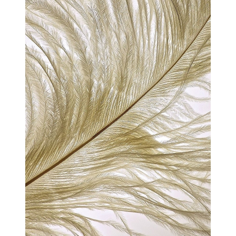 Feather Close-Up II Poster Print by Monika Burkhart-VARPDXPSBHT459 Image 1