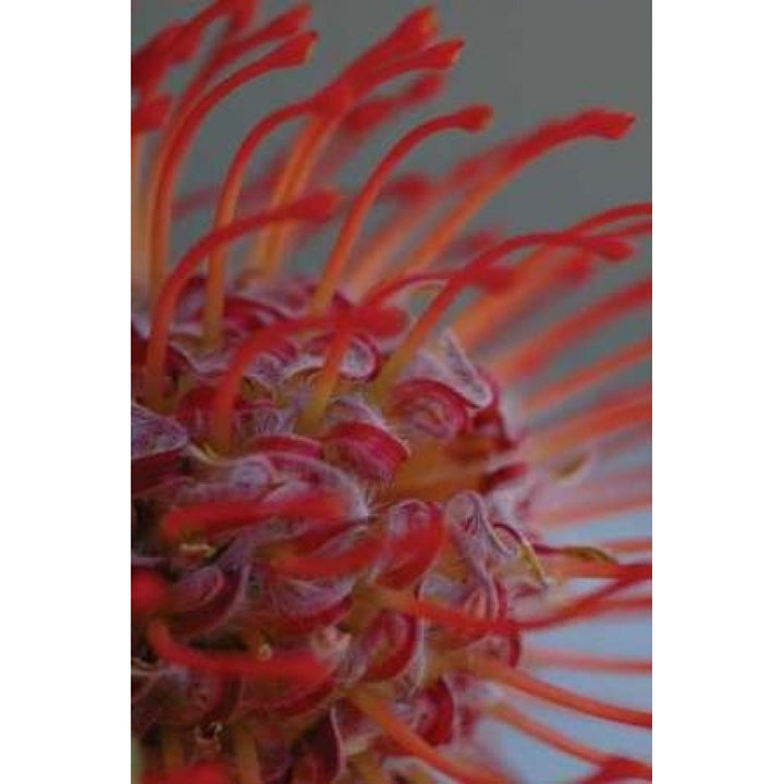 Summer Bloom XIII Poster Print by Erin Berzel-VARPDXPSBZL141 Image 1