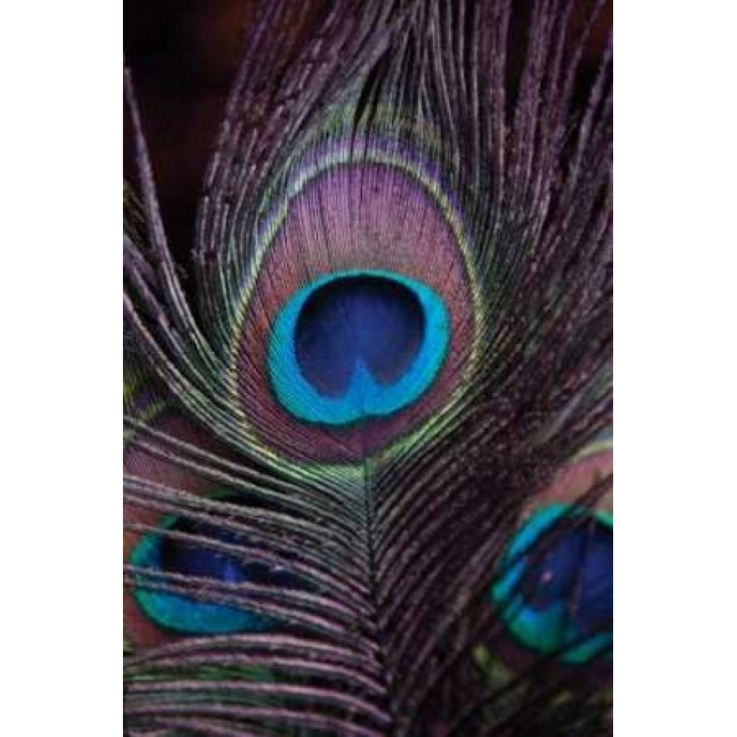 Peacock Feathers II Poster Print by Erin Berzel-VARPDXPSBZL187 Image 1