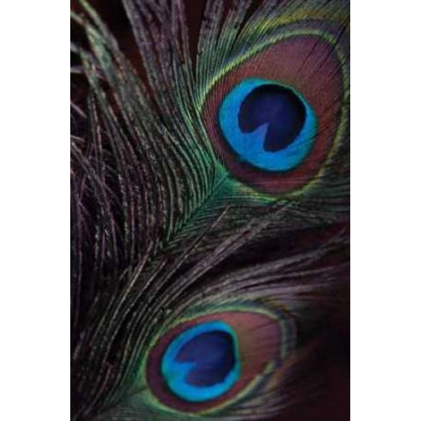 Peacock Feathers I Poster Print by Erin Berzel-VARPDXPSBZL186 Image 2