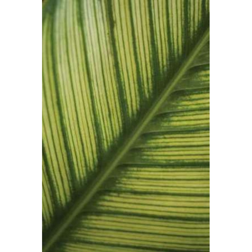 Leaf Detail II Poster Print by Erin Berzel-VARPDXPSBZL209 Image 1