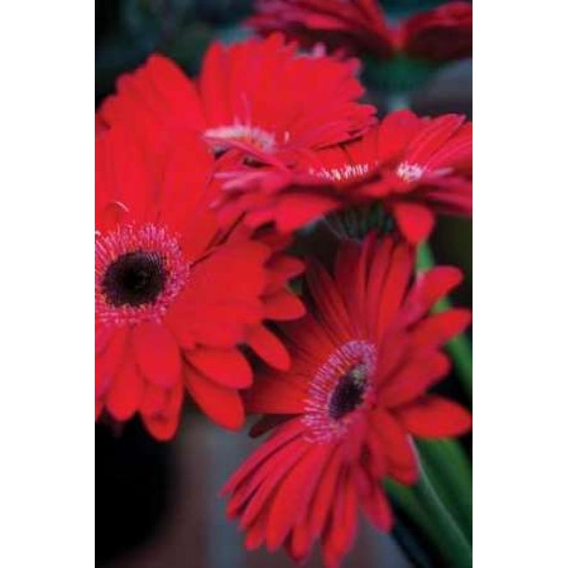 Red Gerbera Daisies I Poster Print by Erin Berzel-VARPDXPSBZL236 Image 1