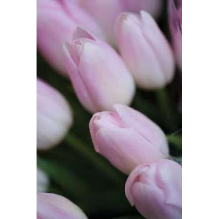 Soft Pink Tulips II Poster Print by Erin Berzel-VARPDXPSBZL229 Image 1