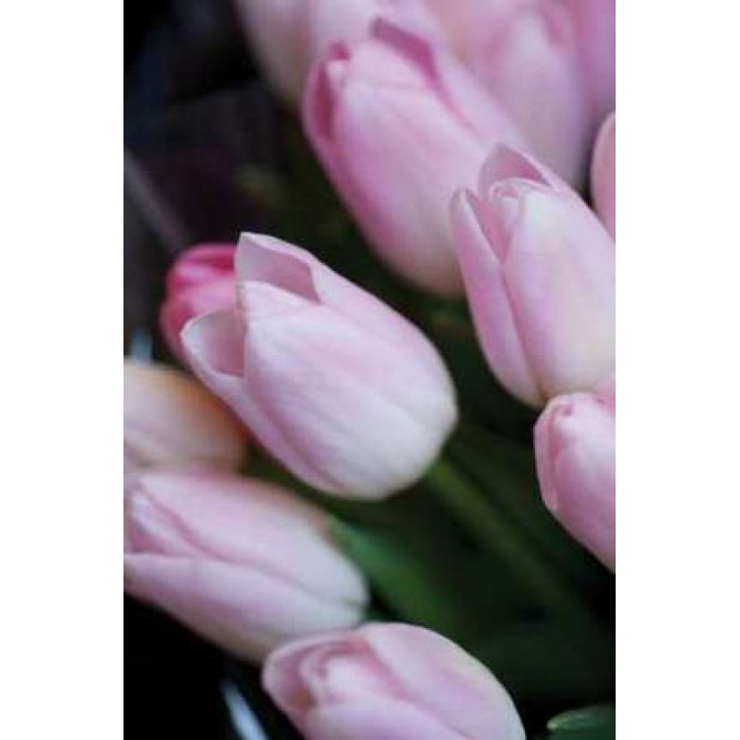 Soft Pink Tulips I Poster Print by Erin Berzel-VARPDXPSBZL228 Image 1