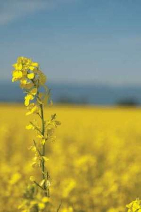 Canola Close-up Poster Print by Erin Berzel-VARPDXPSBZL257 Image 1