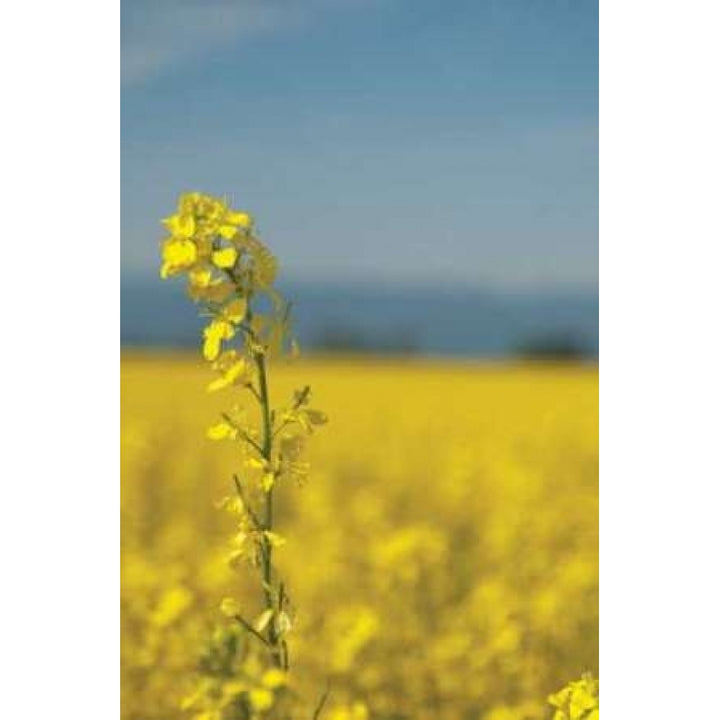 Canola Close-up Poster Print by Erin Berzel-VARPDXPSBZL257 Image 2