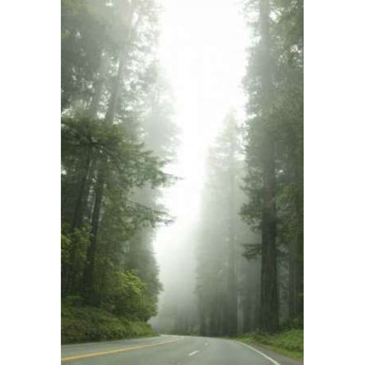 Redwood Highway I Poster Print by Erin Berzel-VARPDXPSBZL254 Image 1