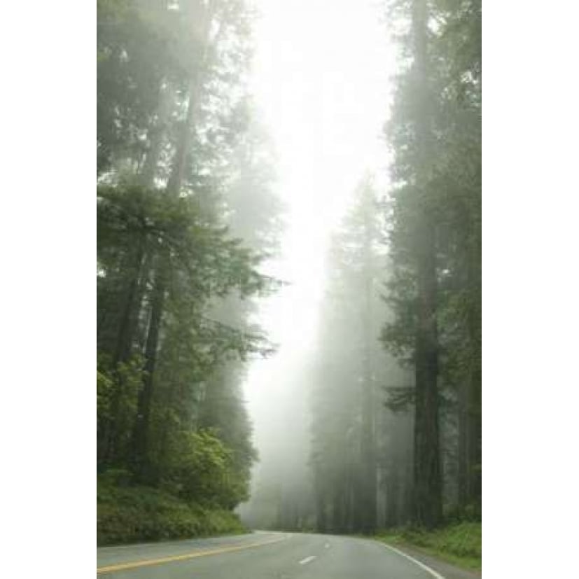 Redwood Highway I Poster Print by Erin Berzel-VARPDXPSBZL254 Image 2