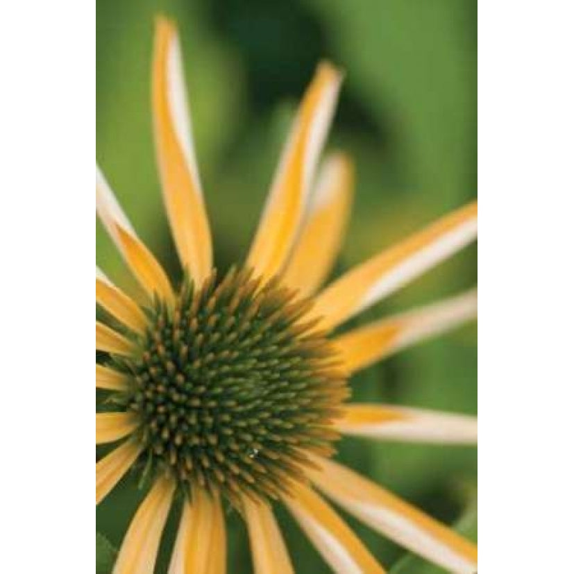 Echinacea I Poster Print by Erin Berzel-VARPDXPSBZL279 Image 1