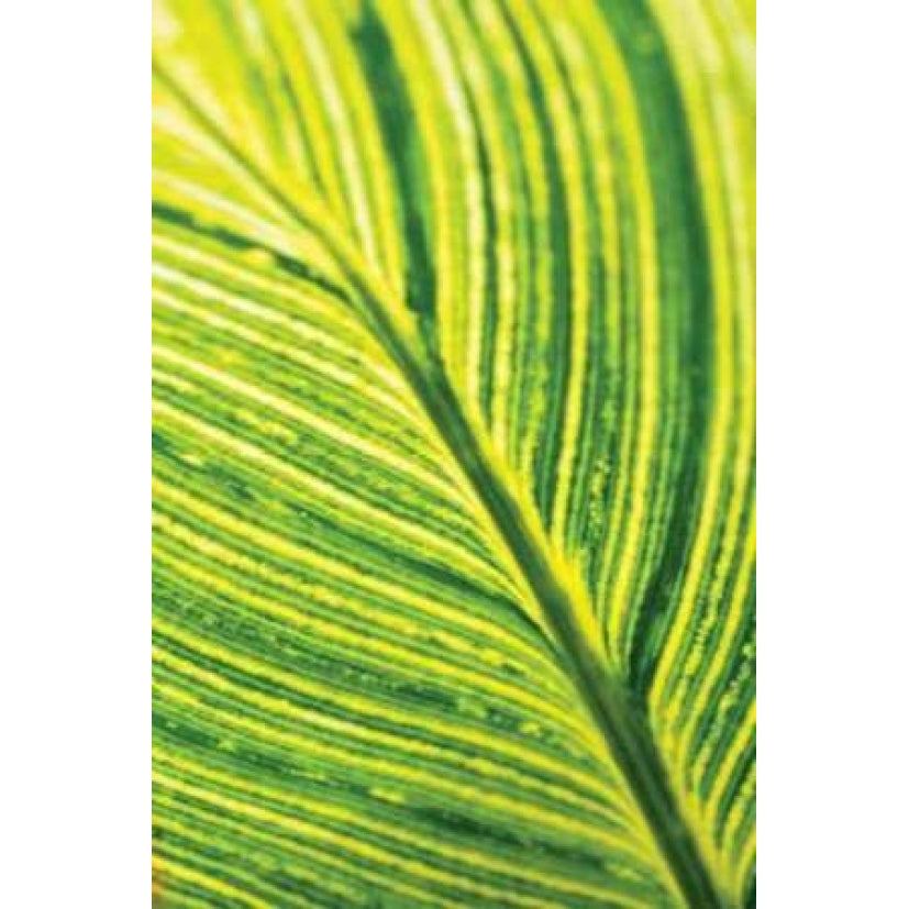 Leaf Detail III Poster Print by Erin Berzel-VARPDXPSBZL286 Image 1