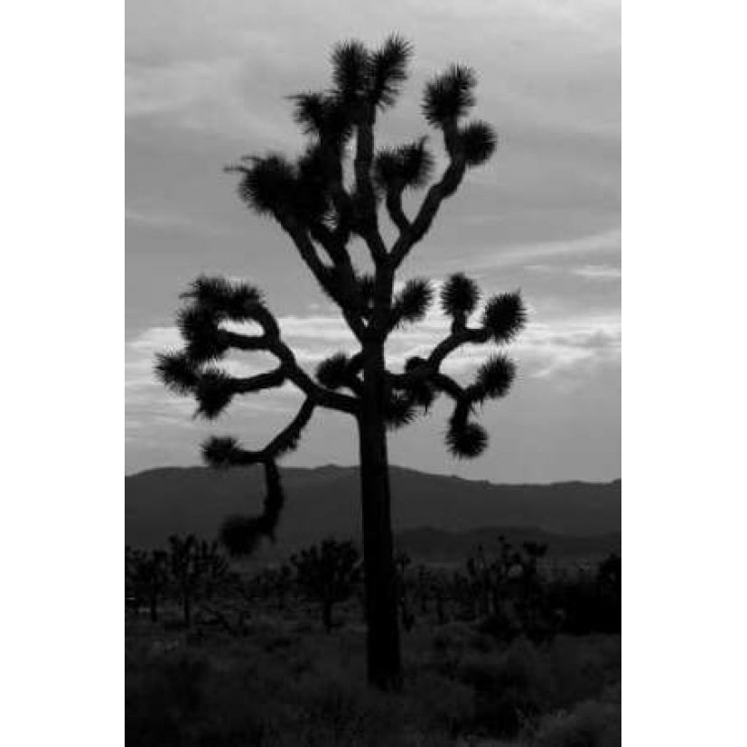 Yucca Brevifolia I Poster Print by Erin Berzel-VARPDXPSBZL373 Image 1