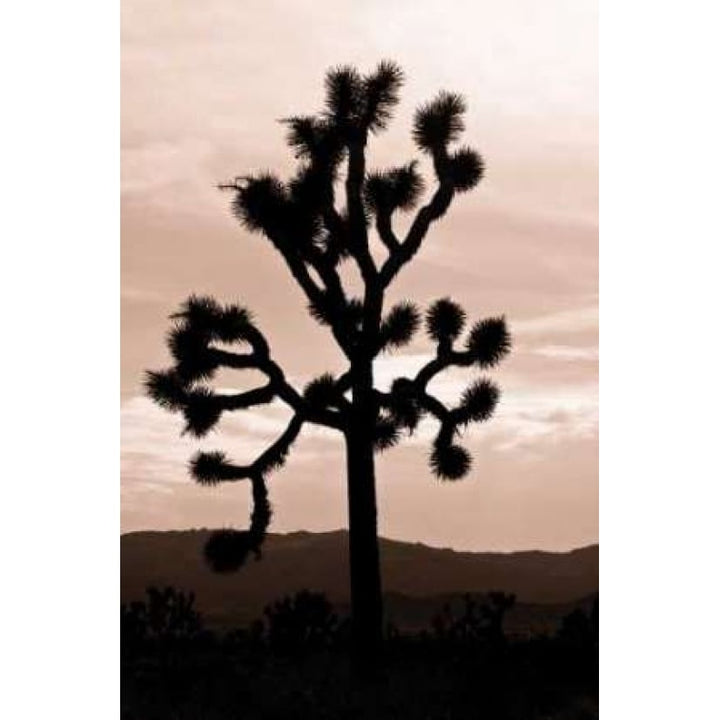 Yucca Brevifolia II Poster Print by Erin Berzel-VARPDXPSBZL374 Image 2