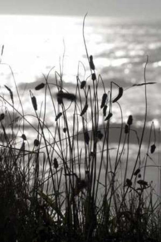 Coastal Grass I Poster Print by Erin Berzel-VARPDXPSBZL410 Image 1