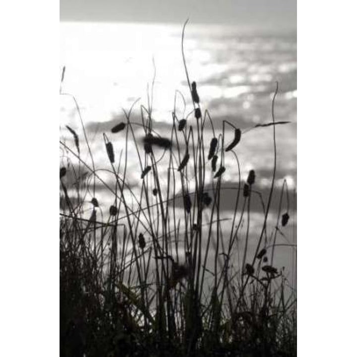 Coastal Grass I Poster Print by Erin Berzel-VARPDXPSBZL410 Image 2