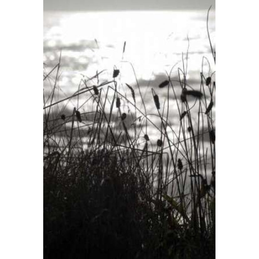 Coastal Grass II Poster Print by Erin Berzel-VARPDXPSBZL411 Image 2