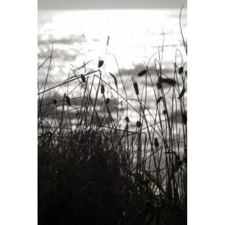 Coastal Grass II Poster Print by Erin Berzel-VARPDXPSBZL411 Image 1