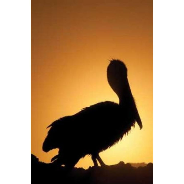 Pelican Silhouette II Poster Print by Erin Berzel-VARPDXPSBZL443 Image 1