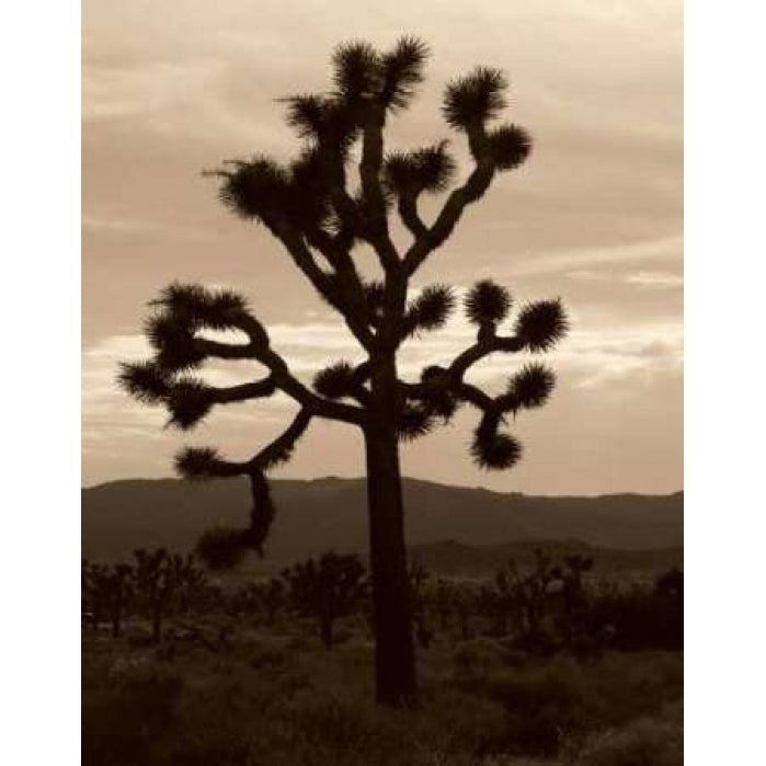 Yucca Brevifolia III Poster Print by Erin Berzel-VARPDXPSBZL450 Image 1