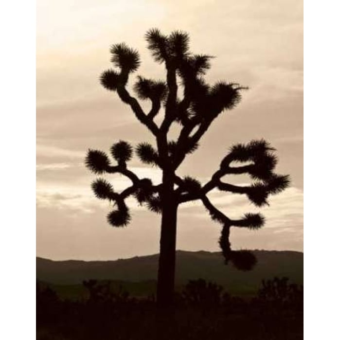 Yucca Brevifolia IV Poster Print by Erin Berzel-VARPDXPSBZL451 Image 1