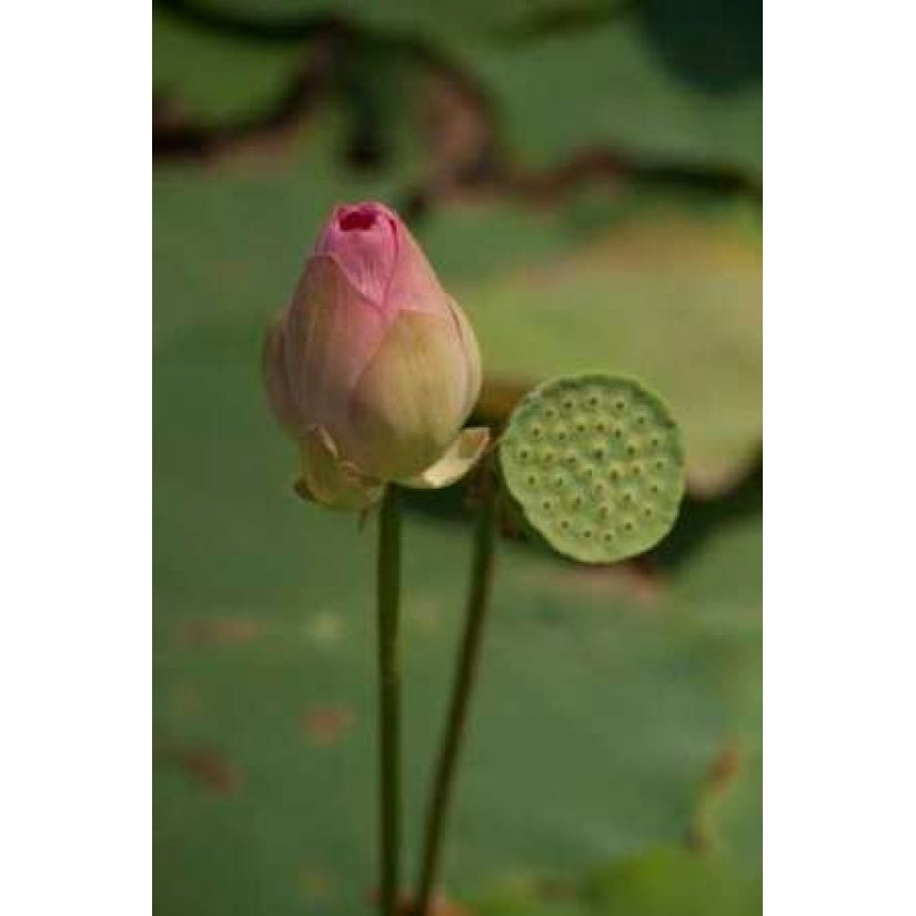 Lotus Flowers III Poster Print by Erin Berzel-VARPDXPSBZL602 Image 1