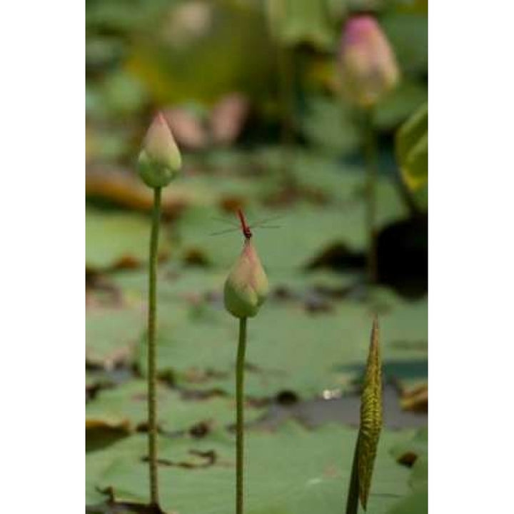 Lotus Flowers IV Poster Print by Erin Berzel-VARPDXPSBZL603 Image 2