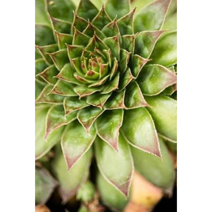 Sempervivum Succulent IV Poster Print by Erin Berzel-VARPDXPSBZL863 Image 2