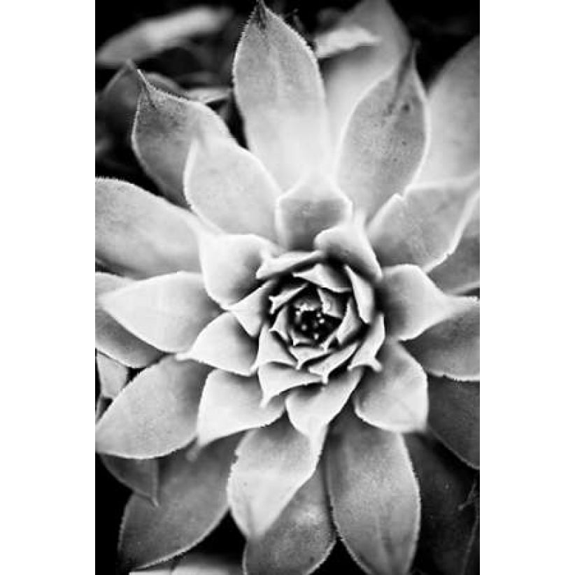 Monochrome Succulent I Poster Print by Erin Berzel-VARPDXPSBZL872 Image 1