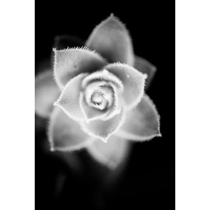 Monochrome Succulent II Poster Print by Erin Berzel-VARPDXPSBZL873 Image 1