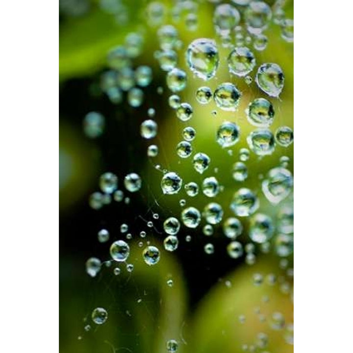 Suspended Dew II Poster Print by Erin Berzel-VARPDXPSBZL881 Image 1