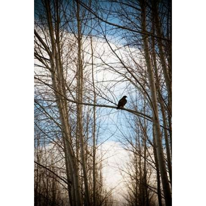 Hawk Silhouette Poster Print by Erin Berzel-VARPDXPSBZL918 Image 2