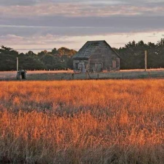 Golden Fields II Poster Print by Rita Crane-VARPDXPSCRN120 Image 1