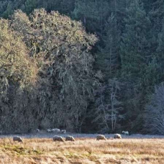 Sheep and Oak Trees Poster Print by Rita Crane-VARPDXPSCRN143 Image 1