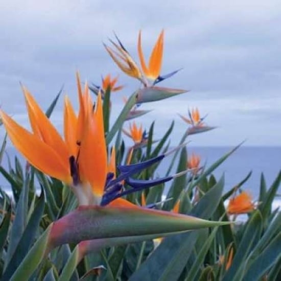 Bird of Paradise I Poster Print by Rita Crane-VARPDXPSCRN222 Image 1