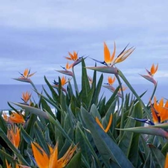 Birds of Paradise II Poster Print by Rita Crane-VARPDXPSCRN223 Image 1