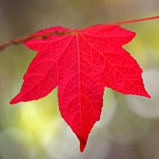 Festive Maple IV Poster Print by Rita Crane-VARPDXPSCRN311 Image 1