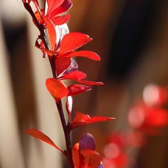 Red Leaves I Poster Print by Rita Crane-VARPDXPSCRN320 Image 1