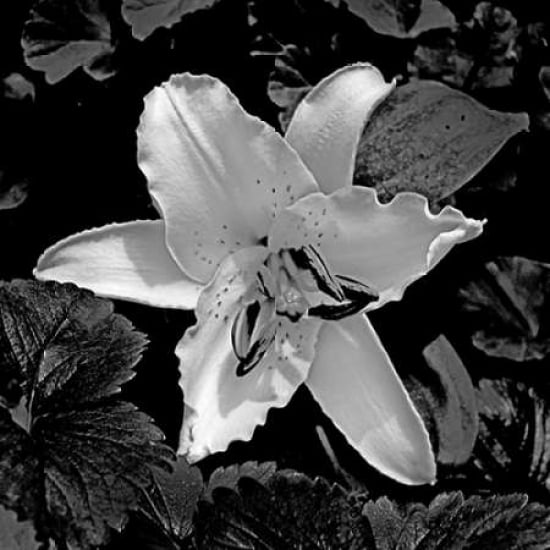 White Lily II Poster Print by Rita Crane-VARPDXPSCRN328 Image 1